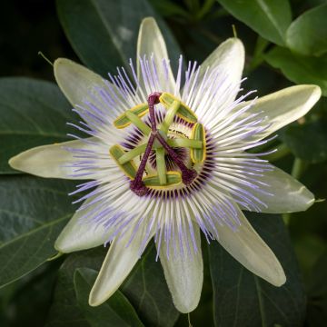 Passiflora caerulea Clear Sky