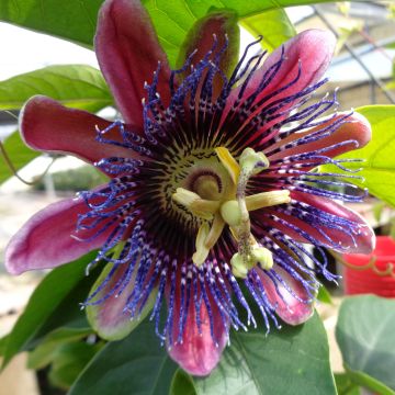 Passiflora Marijke