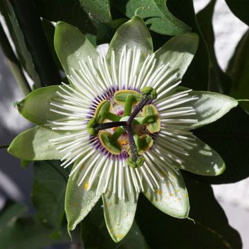 Passiflora White lightening