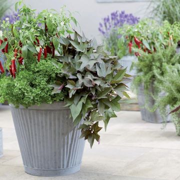 Patata dolce Paradise Takatoto