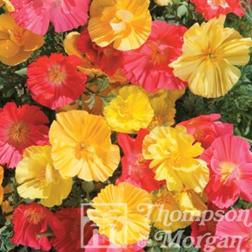 Eschscholzia Fruit Crush - Papavero della California