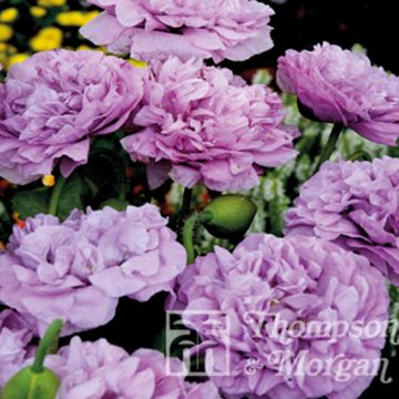 Papavero da oppio Candy Floss