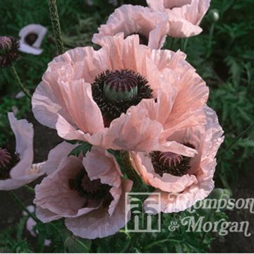 Papaver orientale Coral Reef