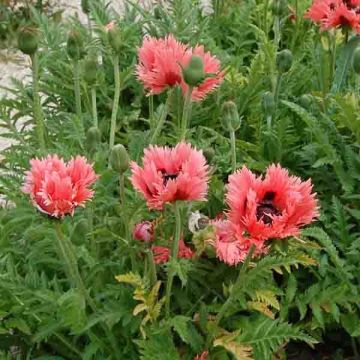 Papaver orientale Clochard