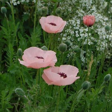 Papaver orientale Queen Alexandra