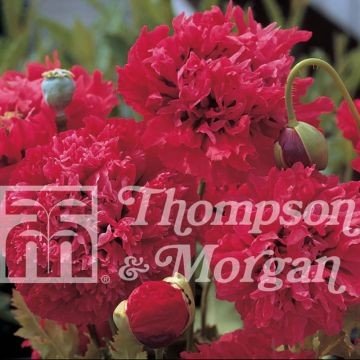 Papavero da oppio Red Pom Pom's