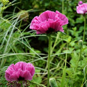 Papaver orientale Lilac Girl
