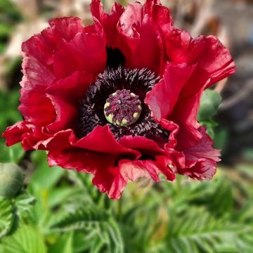 Papaver orientale Red Rumble