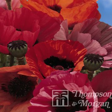 Papaver orientale Fruit Punch