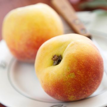 Pesco Belle Angevine