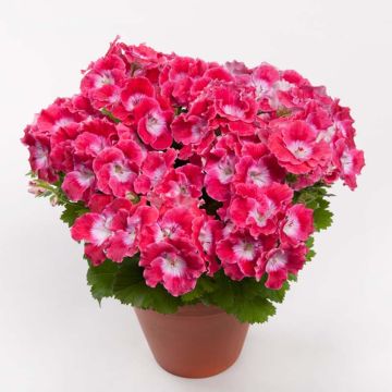 Pelargonium Bermuda Cherry
