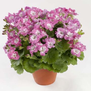 Pelargonium Bermuda Pink