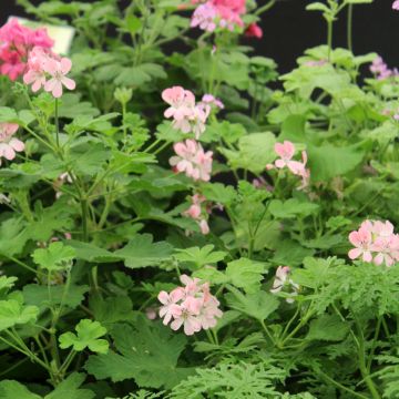 Pelargonium weet Mimosa - Geranio odoroso