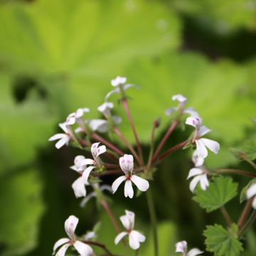 Pelargonium album - Pelargonio