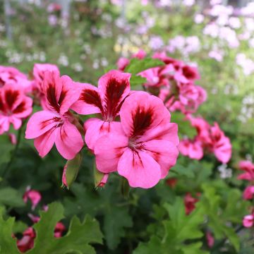 Pelargonium Brunswick