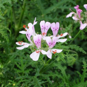 Pelargonium Candy Dancer