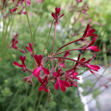 Pelargonium Deerwood Lavender - Geranio odoroso