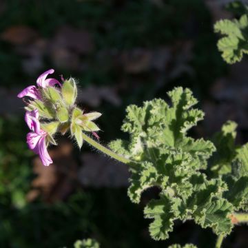 Pelargonium Endsleigh - Geranio odoroso
