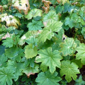 Peltoboykinia tellimoïdes