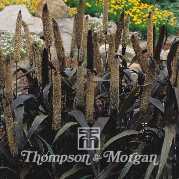 Pennisetum glaucum Purple Majesty