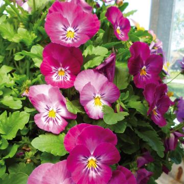 Viola Ultima Radiance F1 Pink