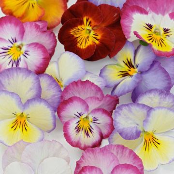 Viola Ultima Radiance F1 Mix