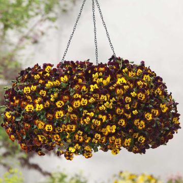 Viola Cool Wave Fire