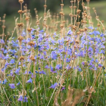 Penstemon white bedder