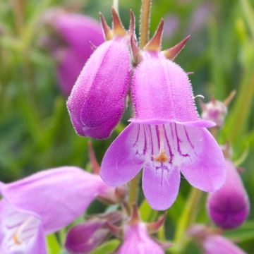 Penstemon Sweet Joanne