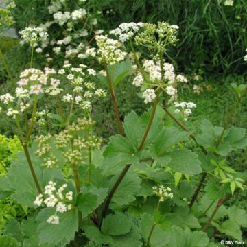 Ligusticum scothicum - Levistico