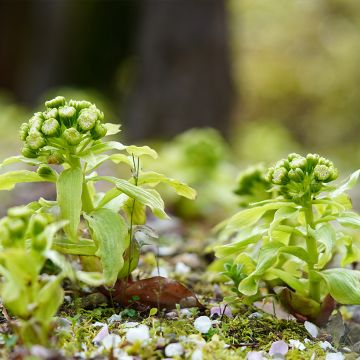 Petasites japonicus - Farfaraccio giapponese