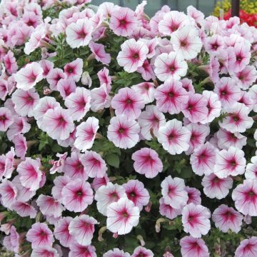 Petunia Patio Cherry Vein