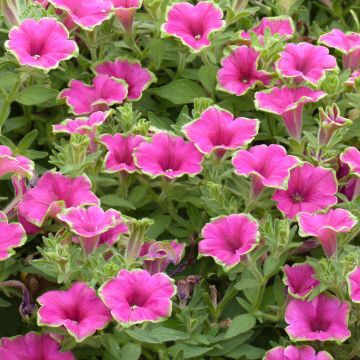 Petunia Supertunia Picasso in Pink