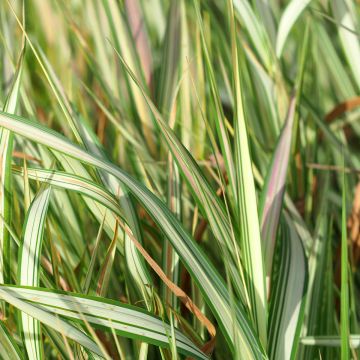 Phalaris arundinacea Strawberry and Cream - Saggina spagnola