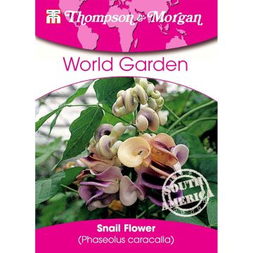 Phaseolus caracalla - Vigna caracalla