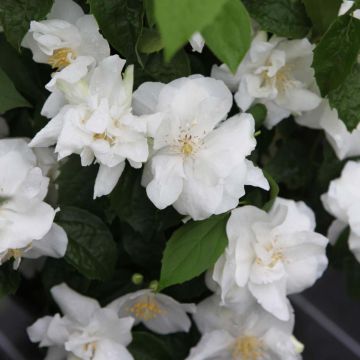 Philadelphus virginalis Natchez - Filadelfo