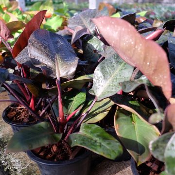 Filodendro - Philodendron Black Cardinal