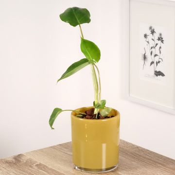 Filodendro - Philodendron burle-marxii