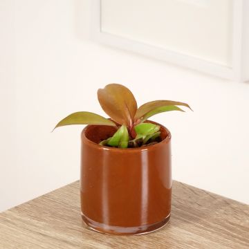 Filodendro - Philodendron Cherry Red
