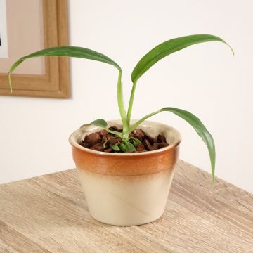 Filodendro - Philodendron elegans