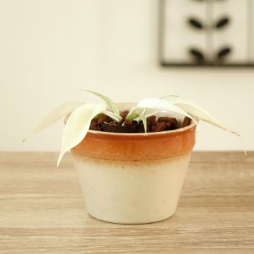 Filodendro - Philodendron Florida Ghost