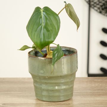 Filodendro - Philodendron McDowell