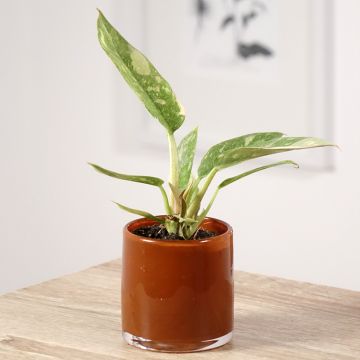 Filodendro - Philodendron Narrow Ring of Fire