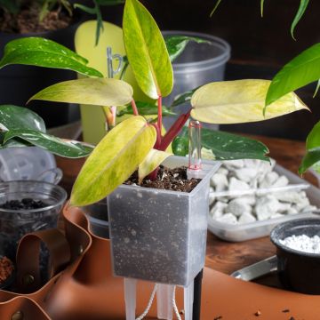 Filodendro - Philodendron Painted Lady