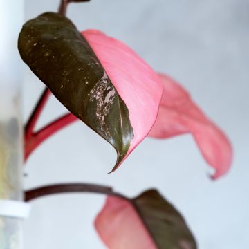 Filodendro - Philodendron Pink Marble