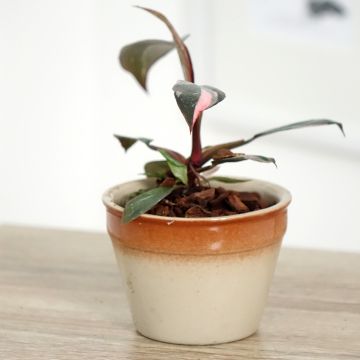 Filodendro - Philodendron Pink Princess