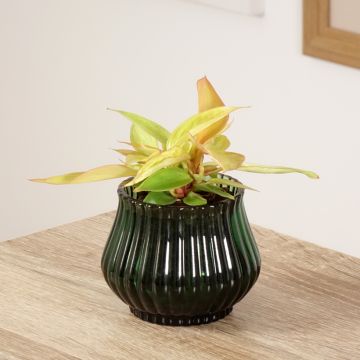 Filodendro - Philodendron Prince of Orange