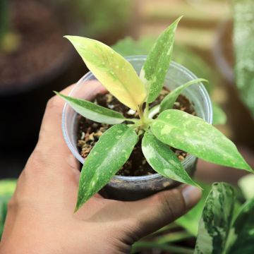 Filodendro - Philodendron Ring of Fire