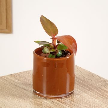 Filodendro - Philodendron Sun Red