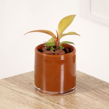 Filodendro - Philodendron Sunlight